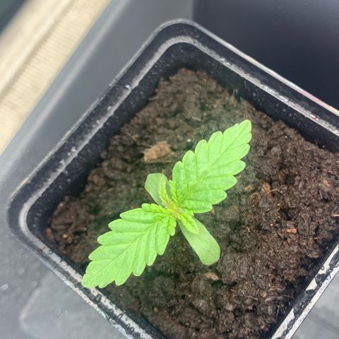Blueberry Fast 00 Seeds #2 growlog timeline photo