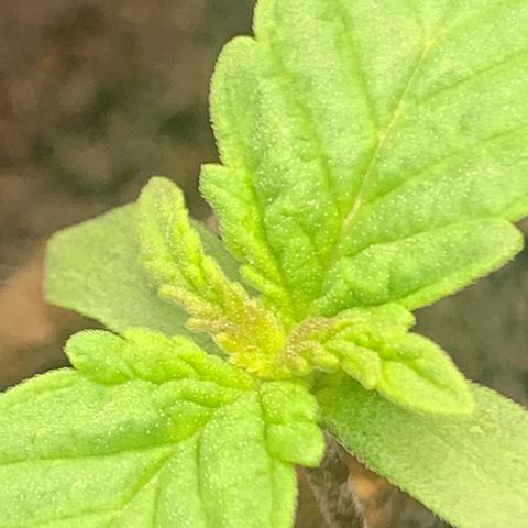 Blueberry Fast 00 Seeds #2 growlog timeline photo