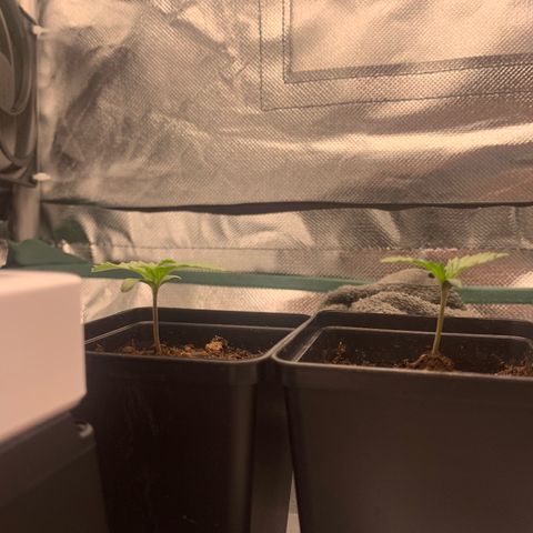 Blueberry Fast 00 Seeds #2 growlog photo: Ca 0 Uhr 