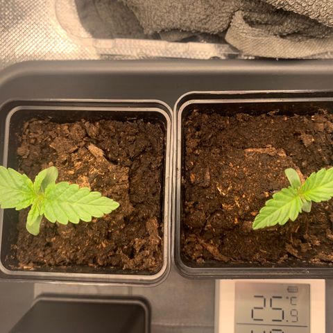 Blueberry Fast 00 Seeds #2 growlog photo: Ca 0 Uhr 