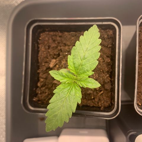 Blueberry Fast 00 Seeds #2 growlog timeline photo