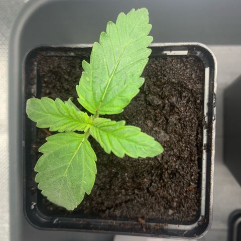 Blueberry Fast 00 Seeds #2 growlog timeline photo