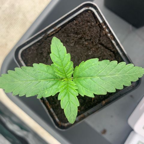 Blueberry Fast 00 Seeds #2 growlog timeline photo