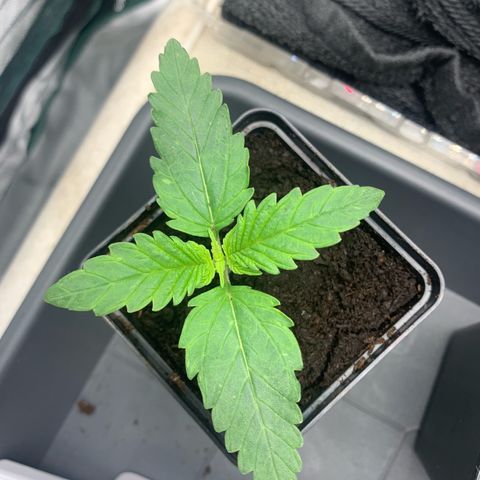 Blueberry Fast 00 Seeds #2 growlog timeline photo