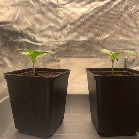 Blueberry Fast 00 Seeds #2 growlog timeline photo