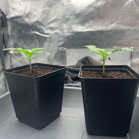 Blueberry Fast 00 Seeds #2 growlog timeline photo