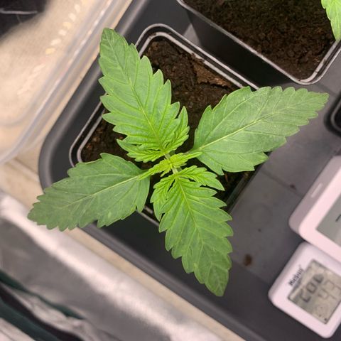 Blueberry Fast 00 Seeds #2 growlog timeline photo