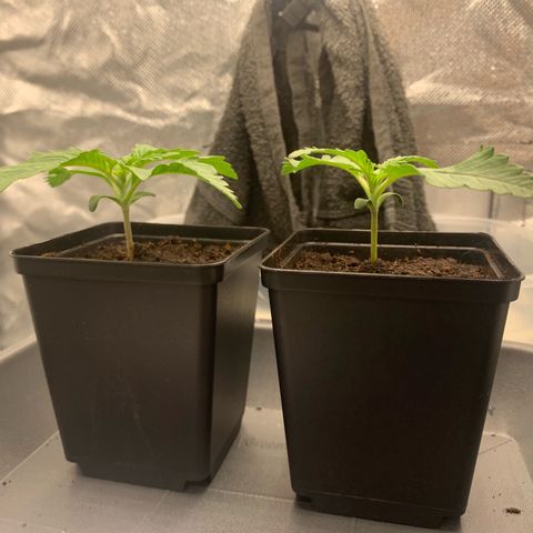 Blueberry Fast 00 Seeds #2 growlog timeline photo