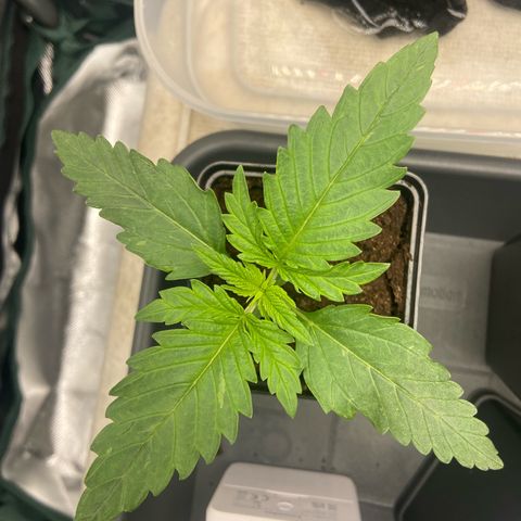 Blueberry Fast 00 Seeds #2 growlog timeline photo