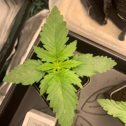 Blueberry Fast 00 Seeds #2 growlog timeline photo