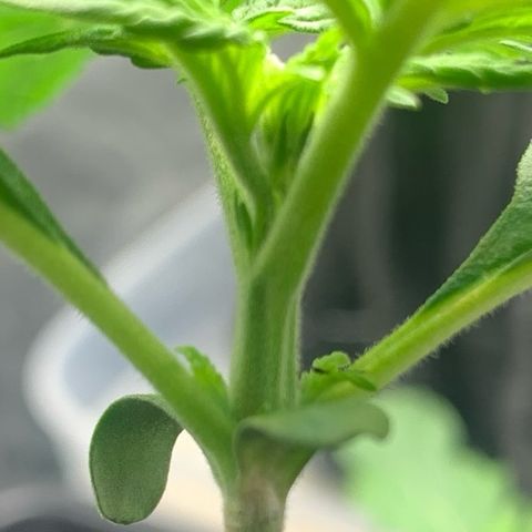Blueberry Fast 00 Seeds #2 growlog timeline photo