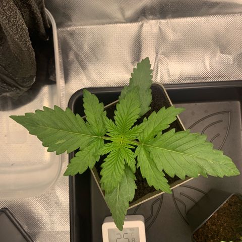 Blueberry Fast 00 Seeds #2 growlog timeline photo