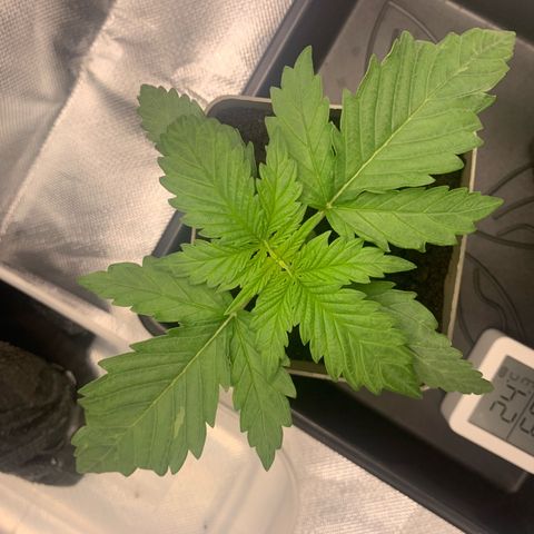 Blueberry Fast 00 Seeds #2 growlog timeline photo