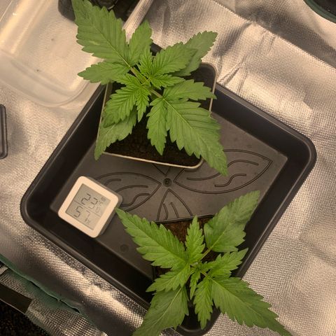 Blueberry Fast 00 Seeds #2 growlog timeline photo