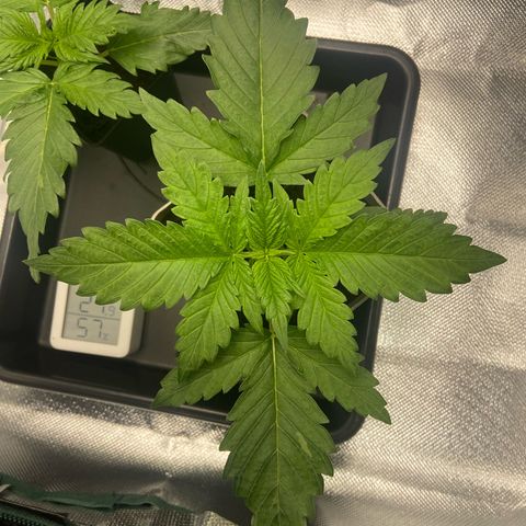 Blueberry Fast 00 Seeds #2 growlog timeline photo