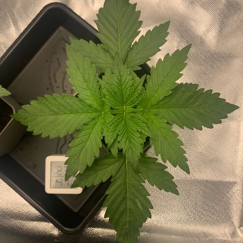 Blueberry Fast 00 Seeds #2 growlog timeline photo