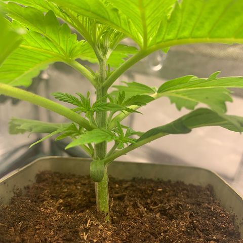 Blueberry Fast 00 Seeds #2 growlog timeline photo