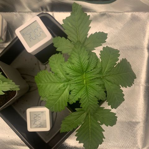 Blueberry Fast 00 Seeds #2 growlog timeline photo