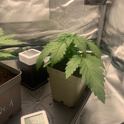 Blueberry Fast 00 Seeds #2 growlog timeline photo