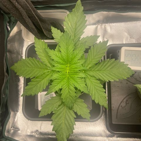 Blueberry Fast 00 Seeds #2 growlog timeline photo