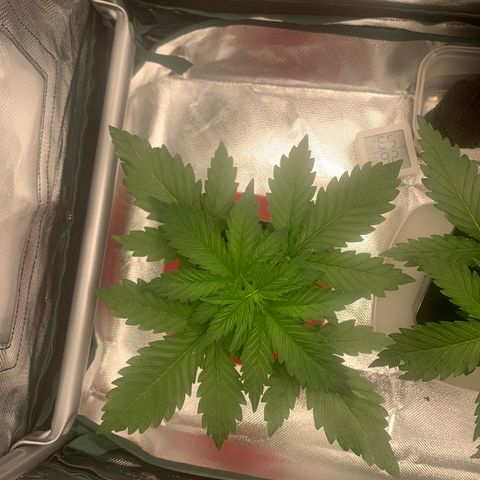 Blueberry Fast 00 Seeds #2 growlog timeline photo