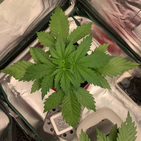 Blueberry Fast 00 Seeds #2 growlog timeline photo