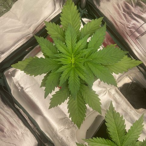 Blueberry Fast 00 Seeds #2 growlog timeline photo