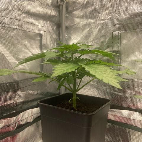 Blueberry Fast 00 Seeds #2 growlog timeline photo