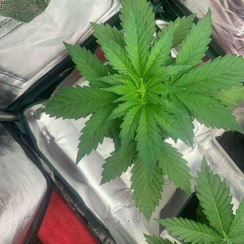 Blueberry Fast 00 Seeds #2 growlog timeline photo