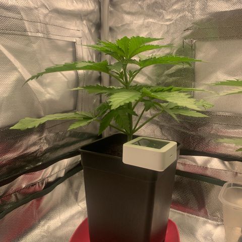 Blueberry Fast 00 Seeds #2 growlog timeline photo