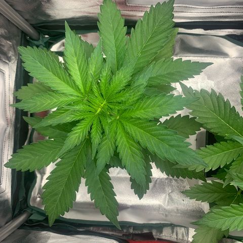 Blueberry Fast 00 Seeds #2 growlog timeline photo