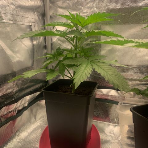 Blueberry Fast 00 Seeds #2 growlog timeline photo