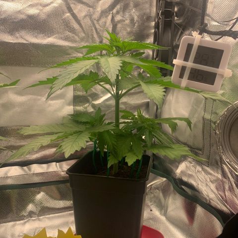 Blueberry Fast 00 Seeds #2 growlog timeline photo