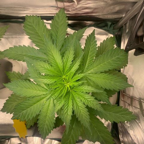 Blueberry Fast 00 Seeds #2 growlog timeline photo