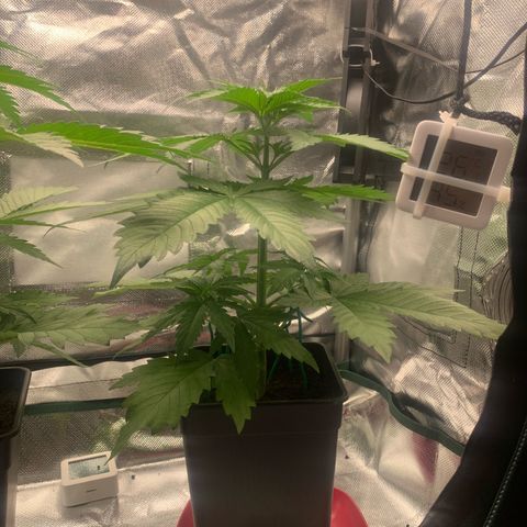 Blueberry Fast 00 Seeds #2 growlog timeline photo