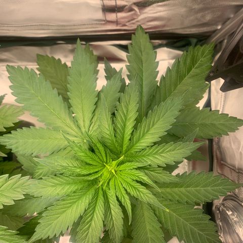 Blueberry Fast 00 Seeds #2 growlog timeline photo