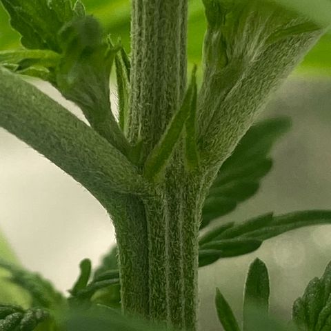 Blueberry Fast 00 Seeds #2 growlog photo: Another girl yay 🫶🏻🫶🏻💕