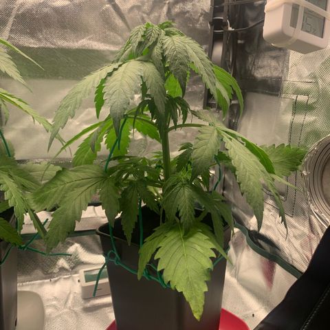 Blueberry Fast 00 Seeds #2 growlog timeline photo