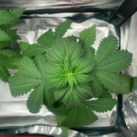 Blueberry Fast 00 Seeds #2 growlog timeline photo