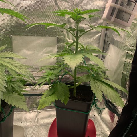 Blueberry Fast 00 Seeds #2 growlog timeline photo