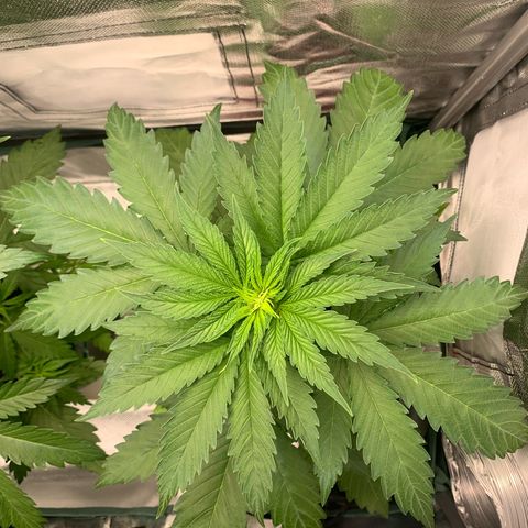 Blueberry Fast 00 Seeds #2 growlog timeline photo