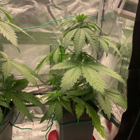 Blueberry Fast 00 Seeds #2 growlog timeline photo