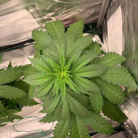 Blueberry Fast 00 Seeds #2 growlog timeline photo