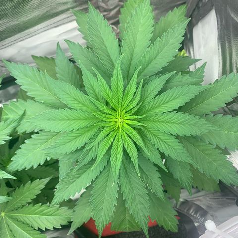 Blueberry Fast 00 Seeds #2 growlog timeline photo