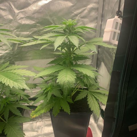 Blueberry Fast 00 Seeds #2 growlog timeline photo