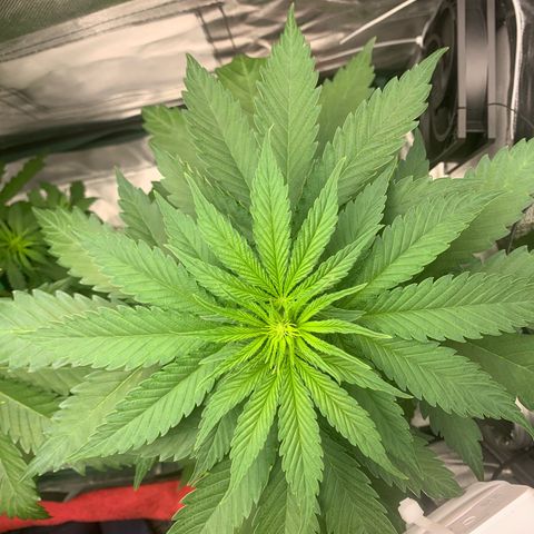 Blueberry Fast 00 Seeds #2 growlog timeline photo
