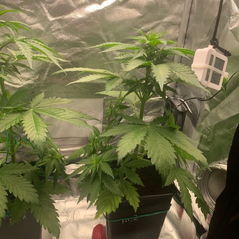 Blueberry Fast 00 Seeds #2 growlog timeline photo