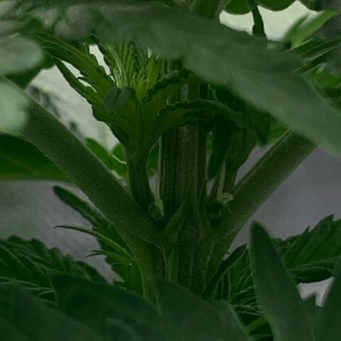 Blueberry Fast 00 Seeds #2 growlog timeline photo