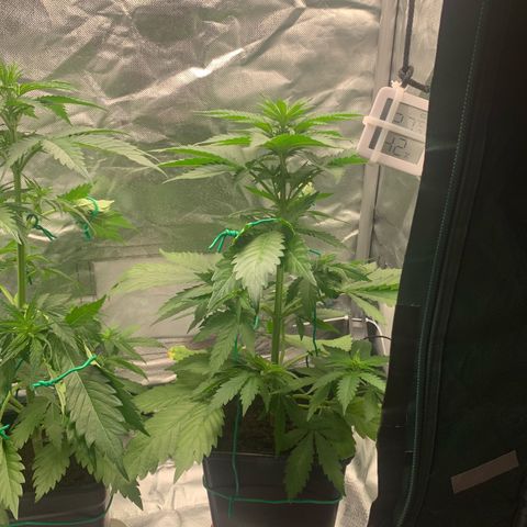 Blueberry Fast 00 Seeds #2 growlog timeline photo