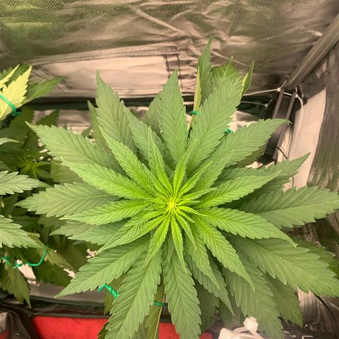 Blueberry Fast 00 Seeds #2 growlog timeline photo